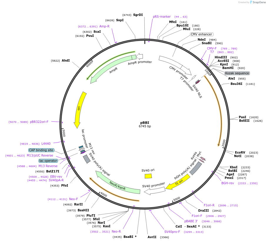 65795-plasmid-map-sequence-id-111877