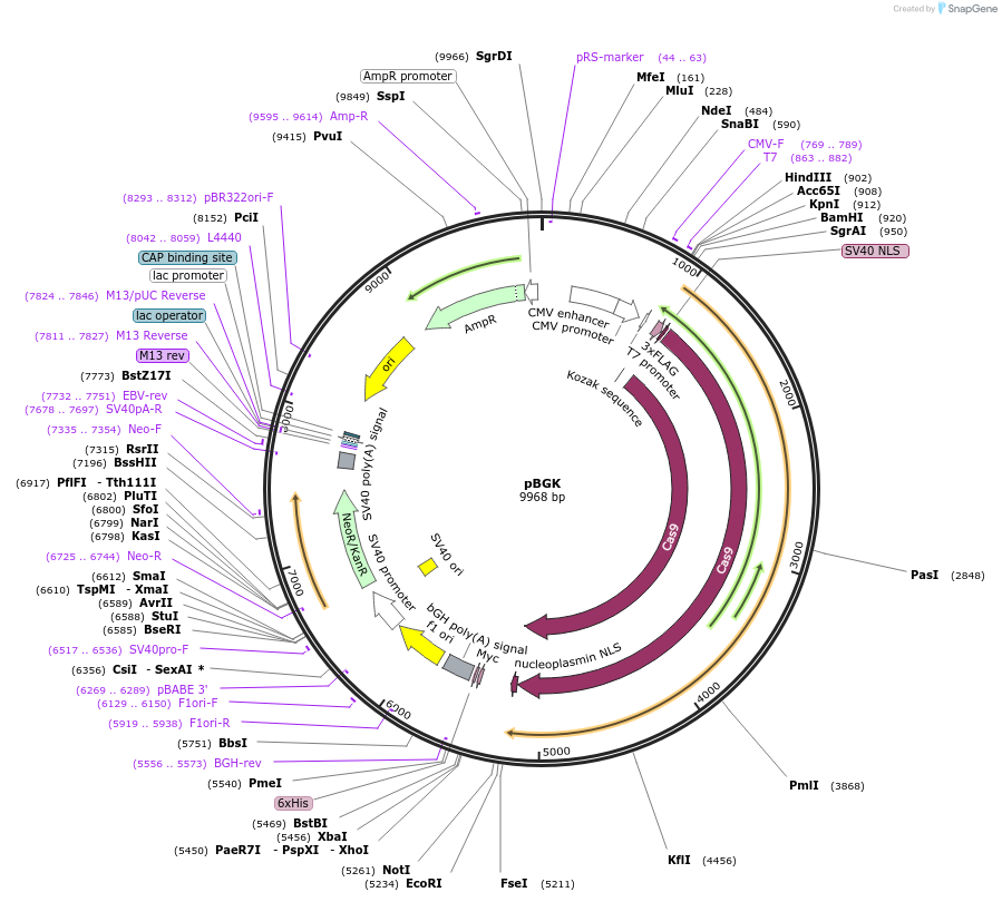 65796-plasmid-map-sequence-id-111878