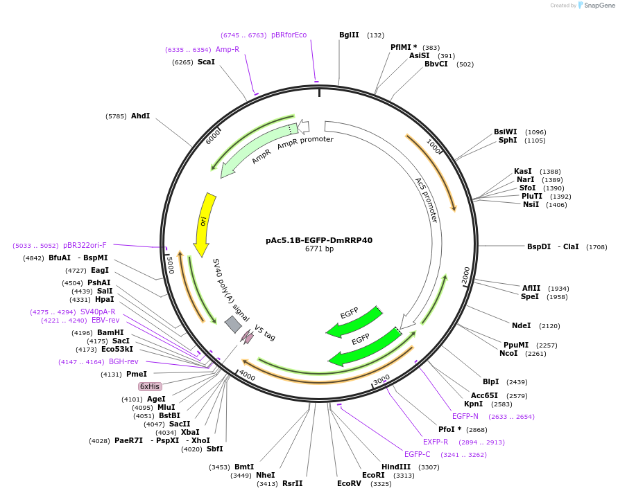 65797-plasmid-map-sequence-id-111879