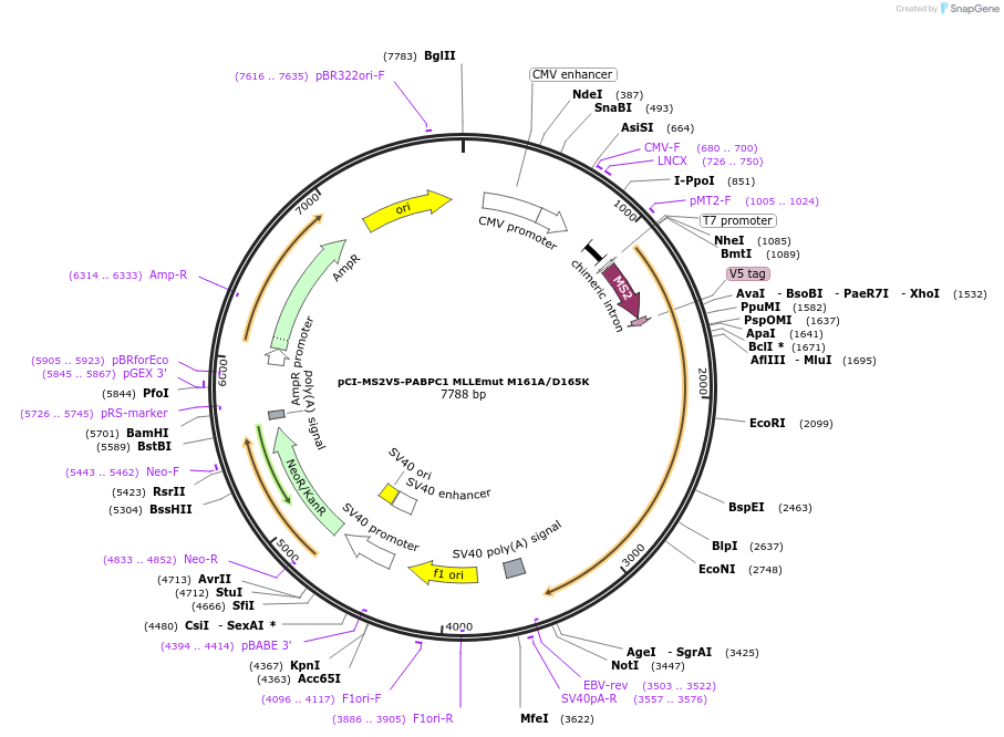 65810-plasmid-map-sequence-id-111921
