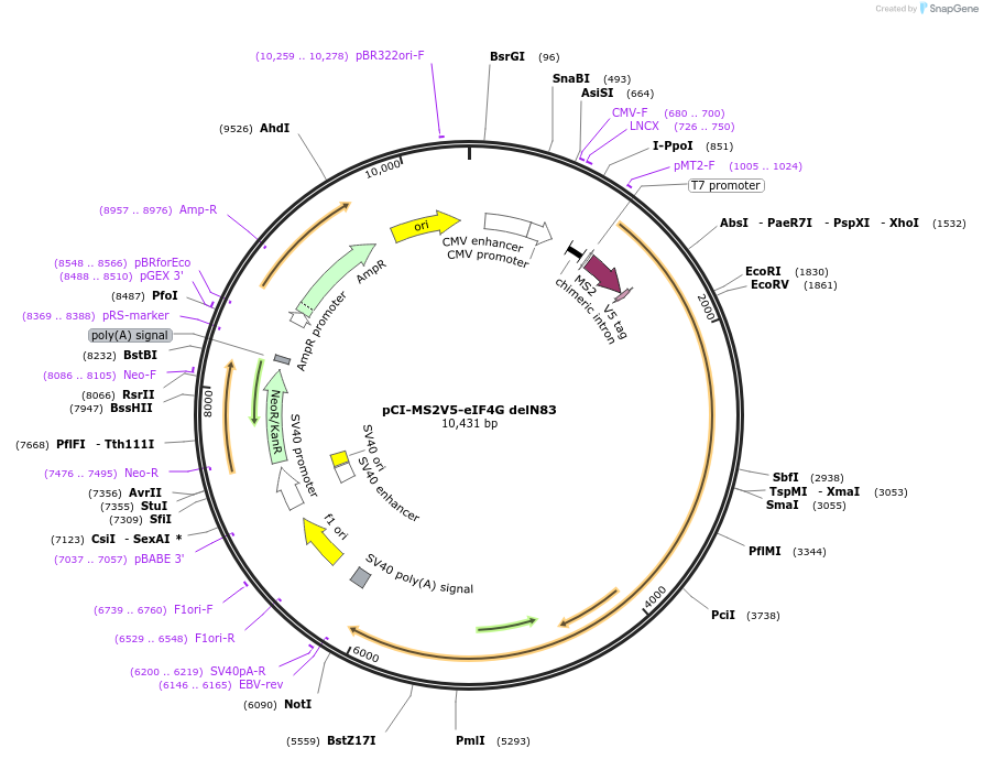 65812-plasmid-map-sequence-id-111923