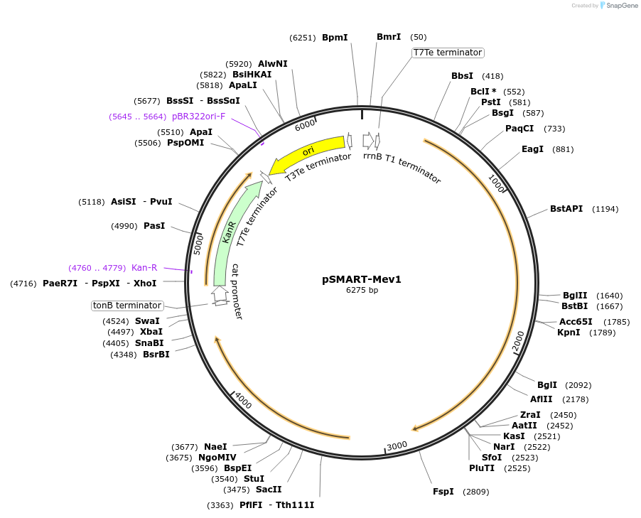 65815-plasmid-map-sequence-id-111947