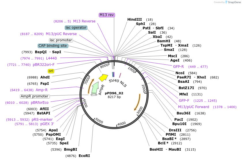 1501-plasmid-map-sequence-id-112