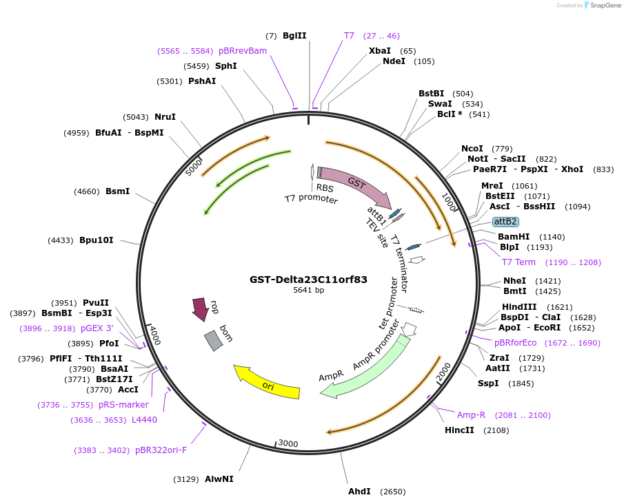 65849-plasmid-map-sequence-id-112004