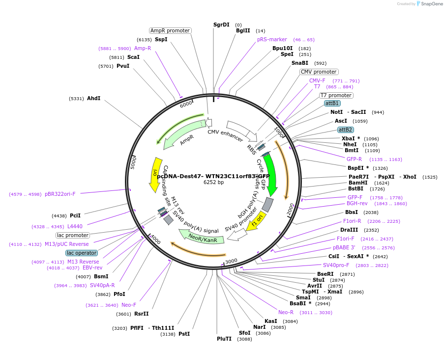 65845-plasmid-map-sequence-id-112008