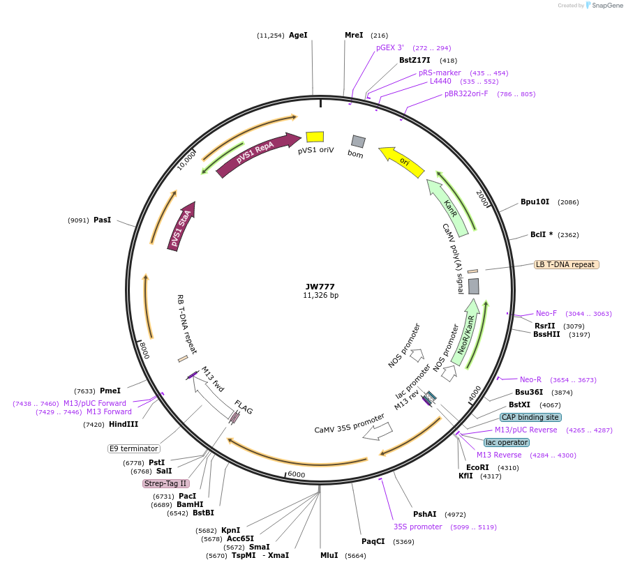 64818-plasmid-map-sequence-id-112038