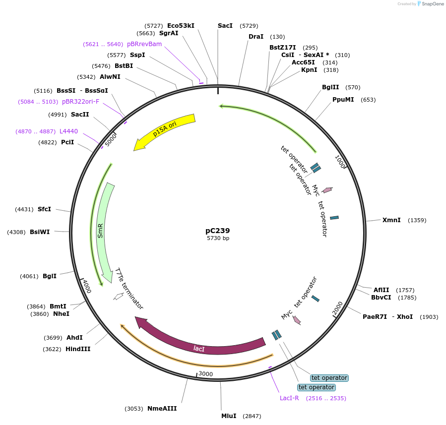 65953-plasmid-map-sequence-id-112125