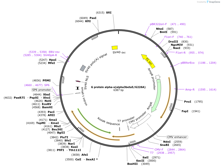 55798-plasmid-map-sequence-id-112177