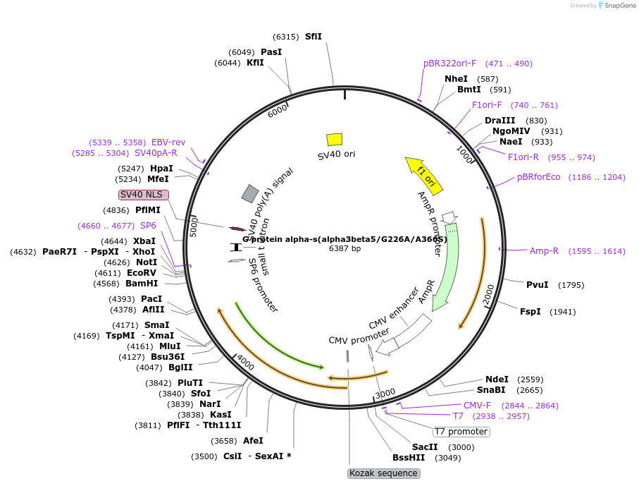 55797-plasmid-map-sequence-id-112181