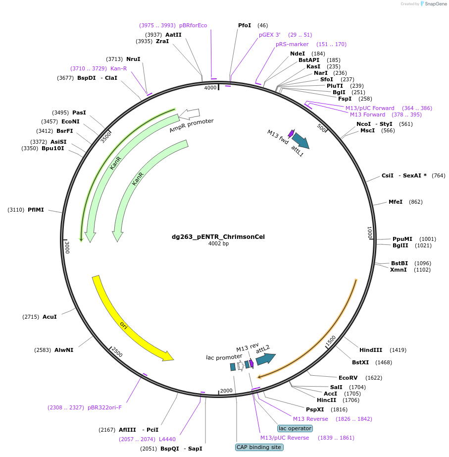 66101-plasmid-map-sequence-id-112397