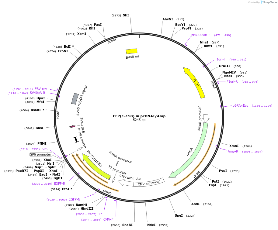 60895-plasmid-map-sequence-id-112492