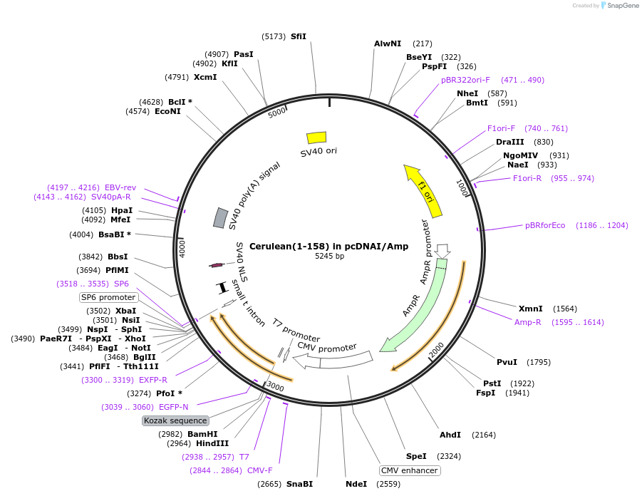 60897-plasmid-map-sequence-id-112494