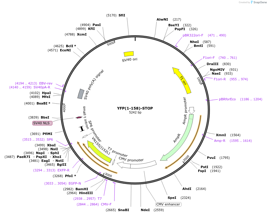66107-plasmid-map-sequence-id-112518