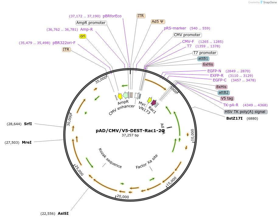 66112-plasmid-map-sequence-id-112533