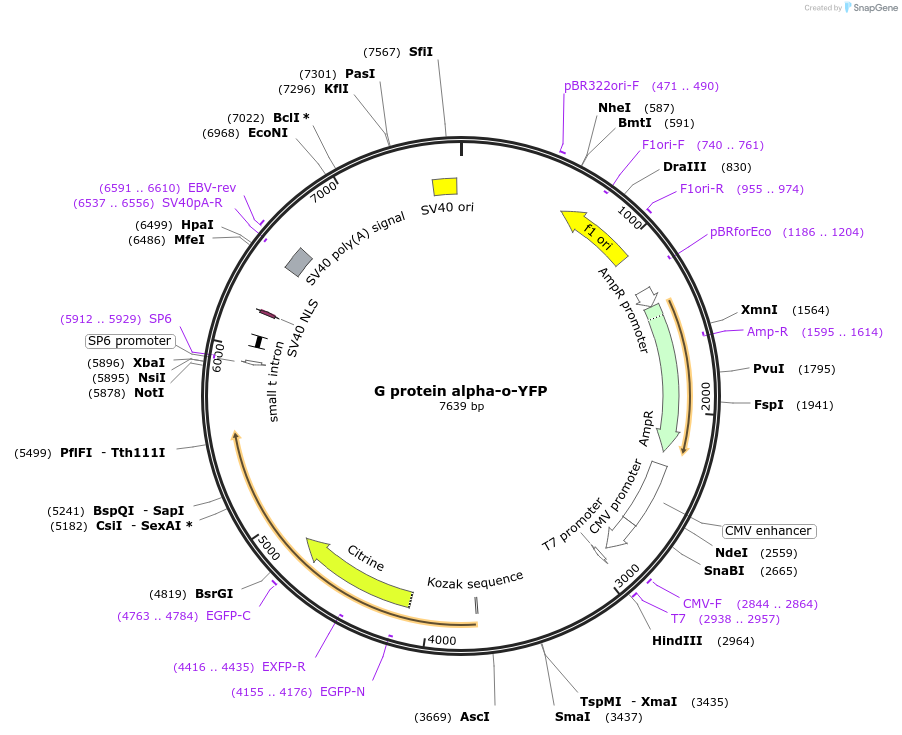 55776-plasmid-map-sequence-id-112541