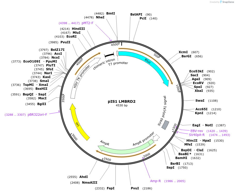 60800-plasmid-map-sequence-id-112557
