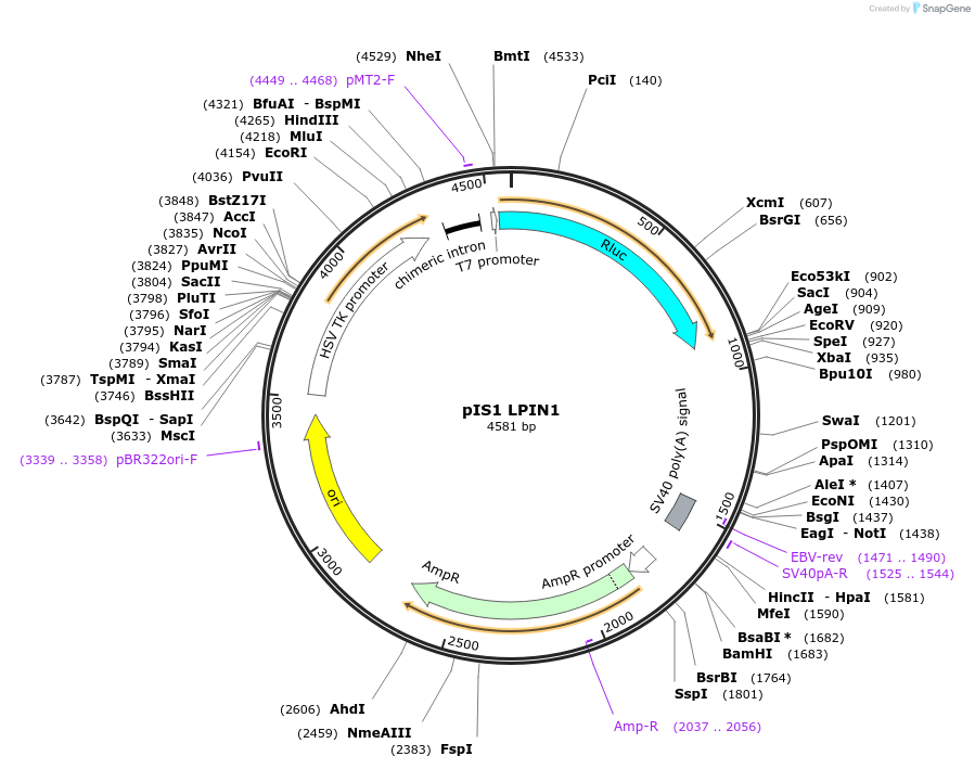 60802-plasmid-map-sequence-id-112564