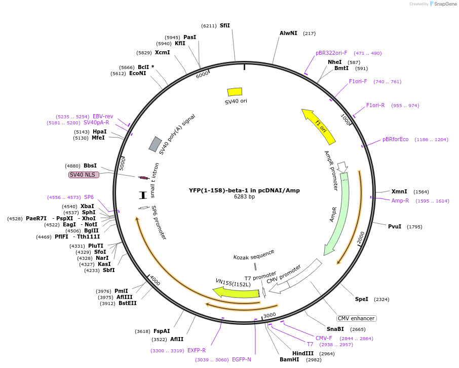 54468-plasmid-map-sequence-id-112586