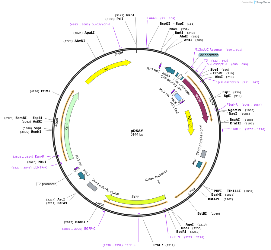 62291-plasmid-map-sequence-id-112604