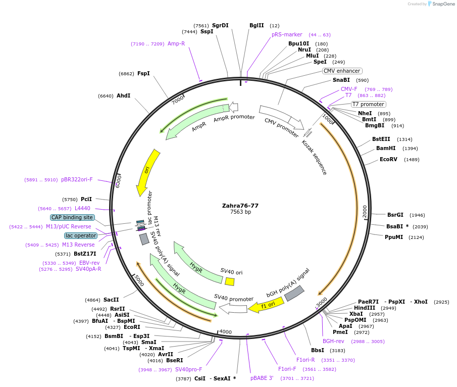 23959-plasmid-map-sequence-id-11263