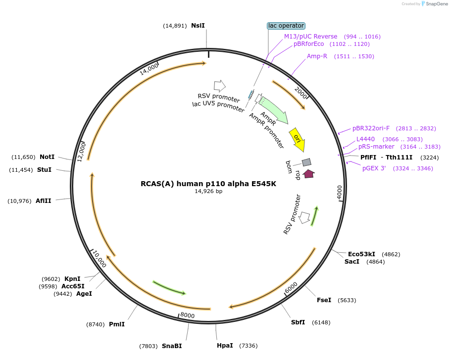 52211-plasmid-map-sequence-id-112641