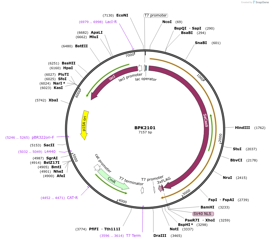 65770-plasmid-map-sequence-id-112650