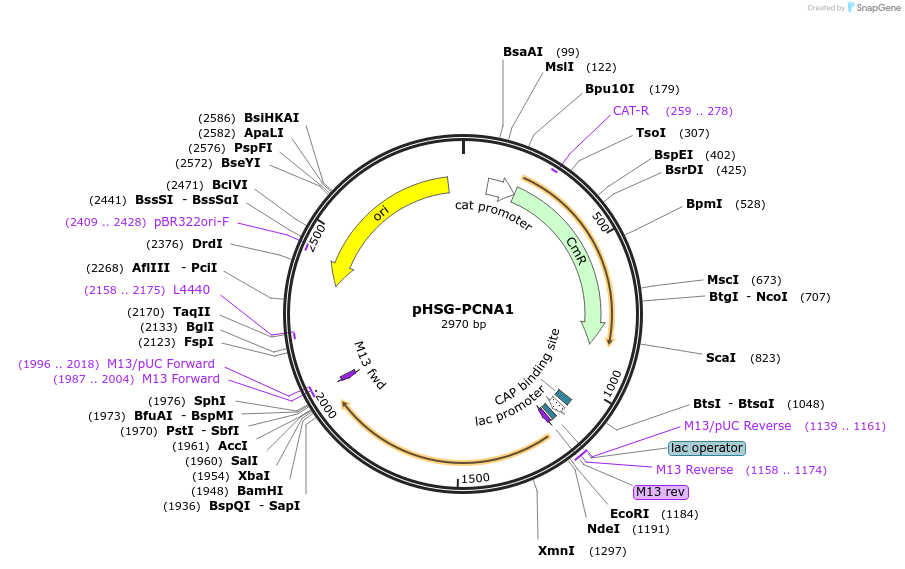 66125-plasmid-map-sequence-id-112661