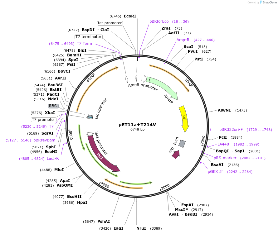 66134-plasmid-map-sequence-id-112680