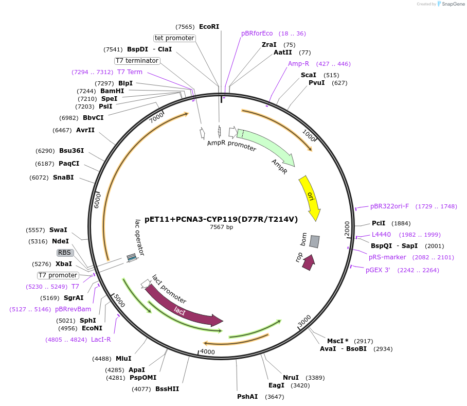 66138-plasmid-map-sequence-id-112685