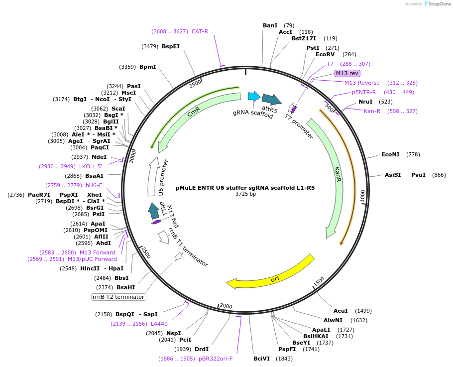 62127-plasmid-map-sequence-id-112700