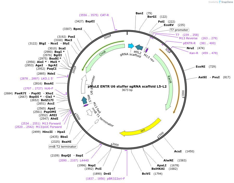 62130-plasmid-map-sequence-id-112707