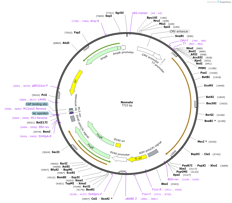 24006-plasmid-map-sequence-id-11277