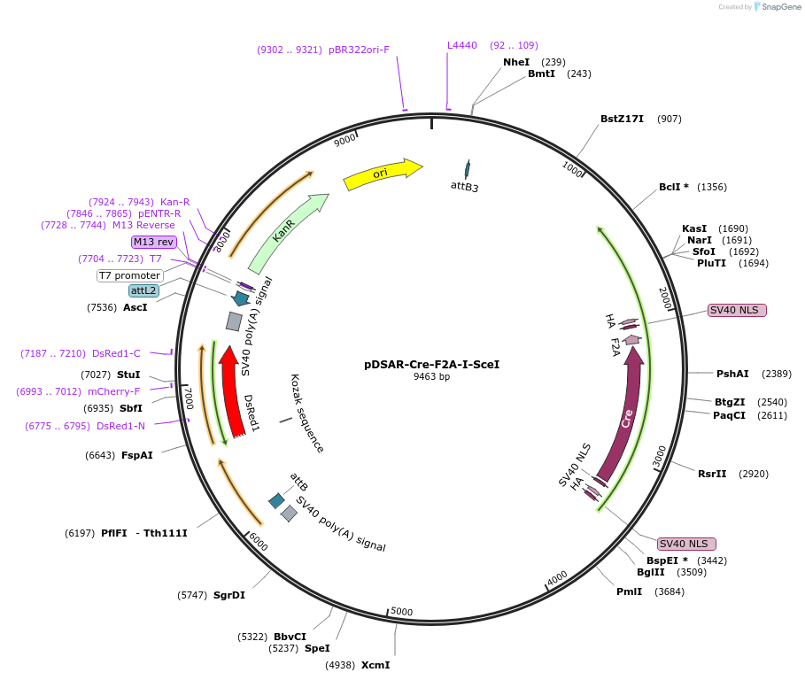 62302-plasmid-map-sequence-id-112795