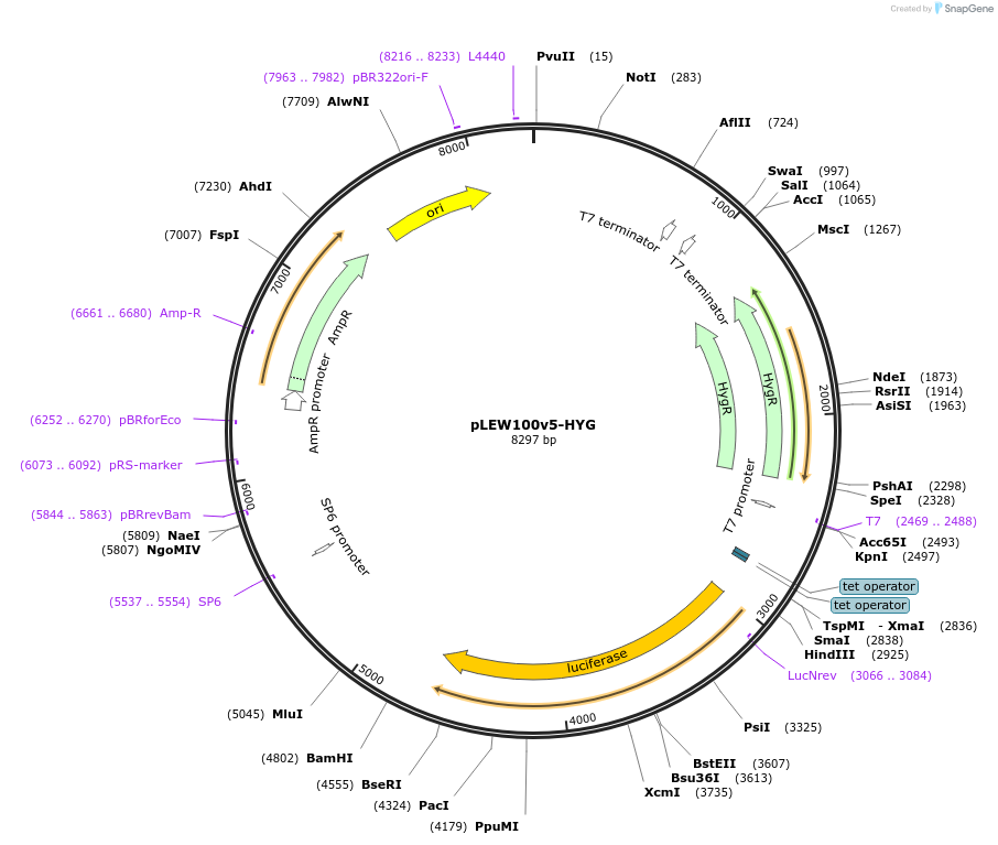 24012-plasmid-map-sequence-id-11283