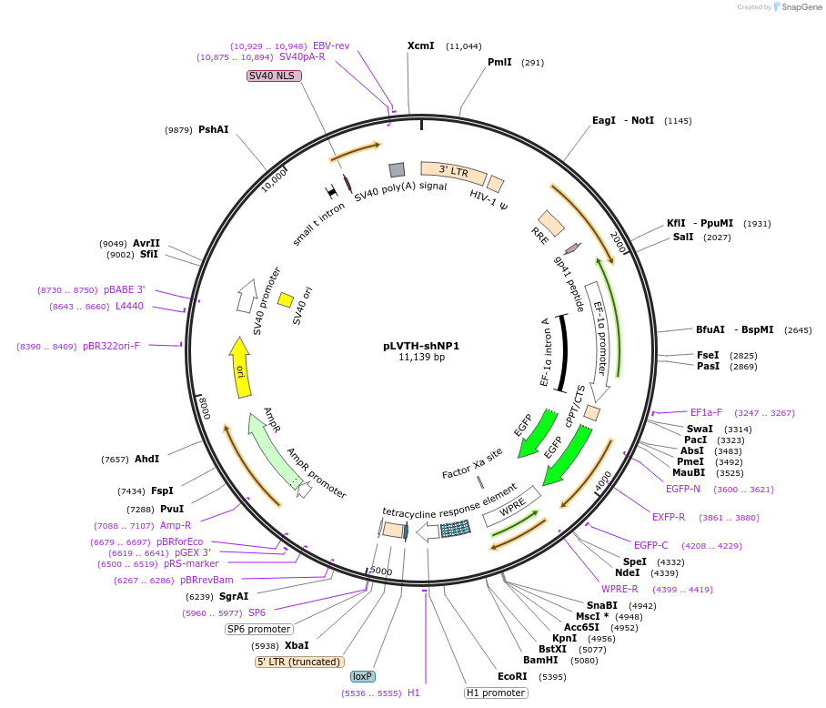 65062-plasmid-map-sequence-id-112838