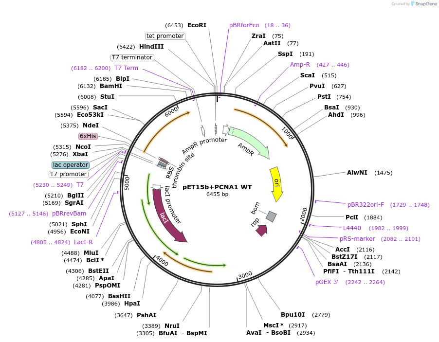 66139-plasmid-map-sequence-id-112845