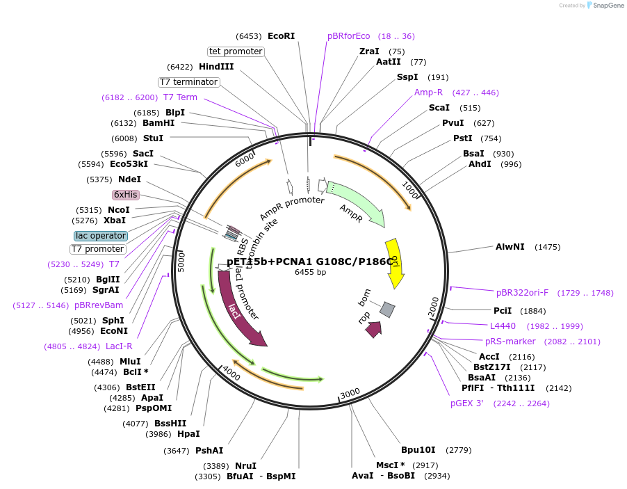 66174-plasmid-map-sequence-id-112848