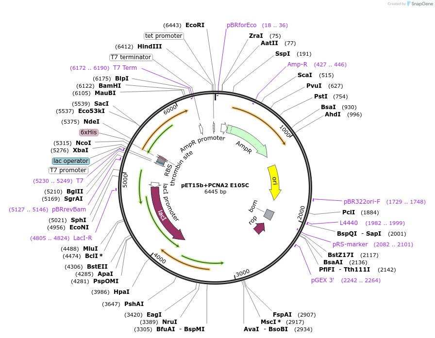 66176-plasmid-map-sequence-id-112850