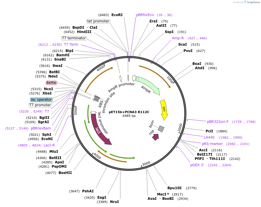 66180-plasmid-map-sequence-id-112854