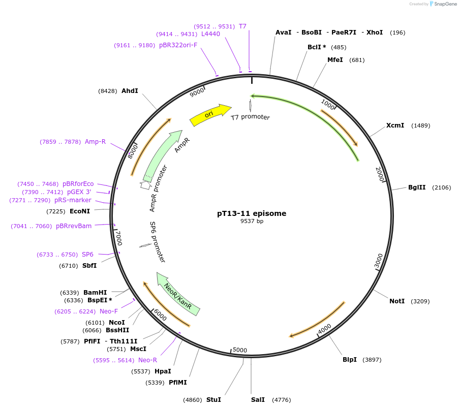 24017-plasmid-map-sequence-id-11288