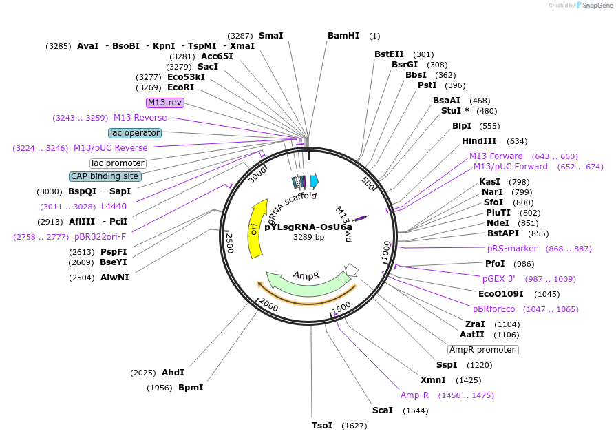 66194-plasmid-map-sequence-id-112923