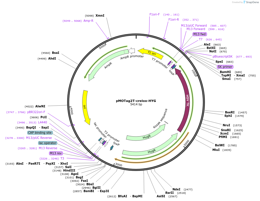24025-plasmid-map-sequence-id-11296