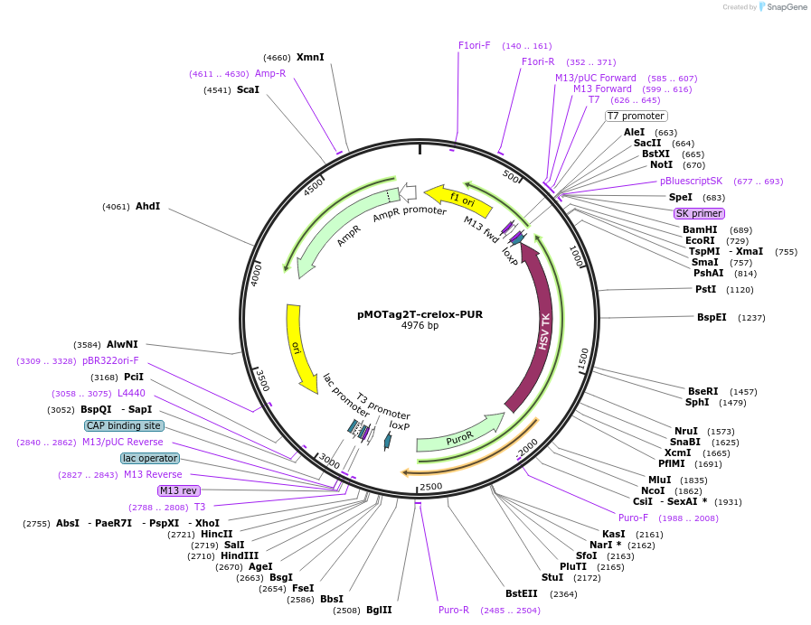 24026-plasmid-map-sequence-id-11297