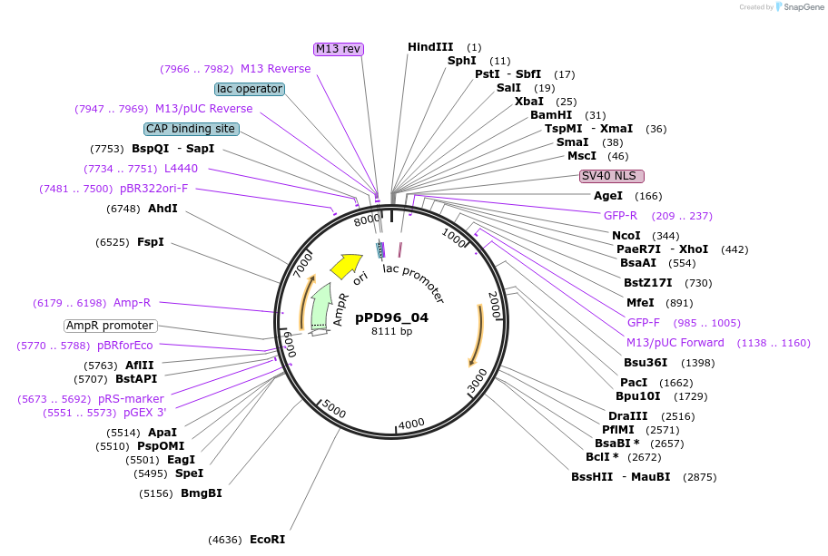 1502-plasmid-map-sequence-id-113