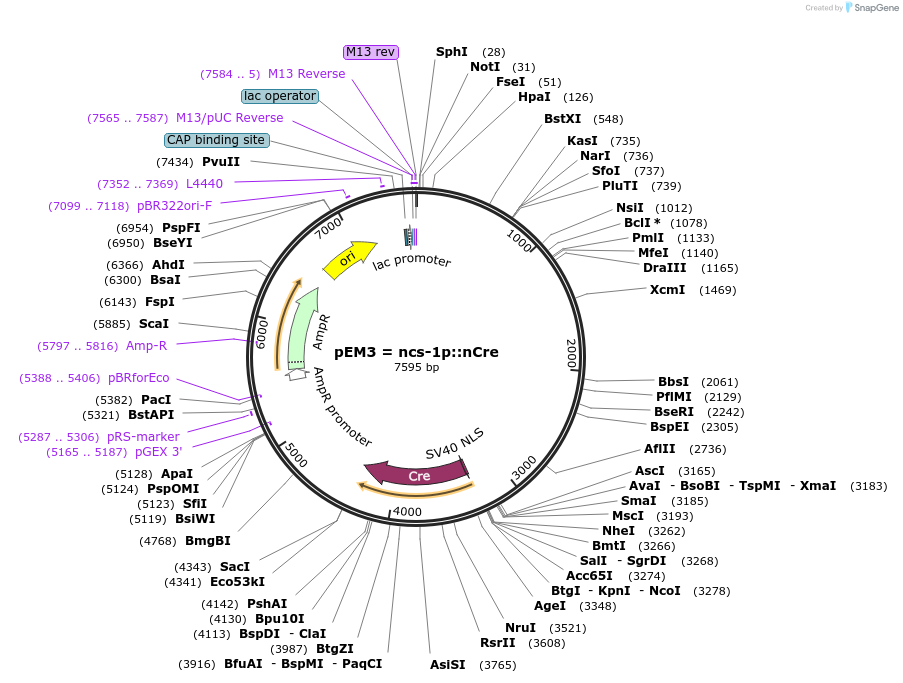 24034-plasmid-map-sequence-id-11305