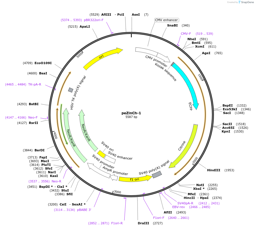 24172-plasmid-map-sequence-id-11325