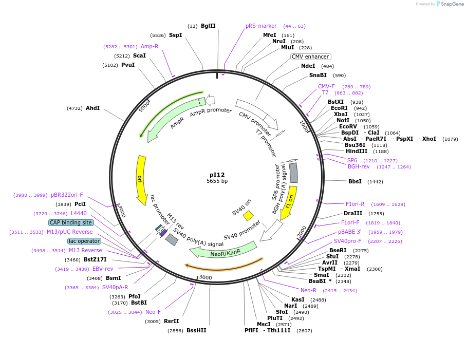 24273-plasmid-map-sequence-id-11332