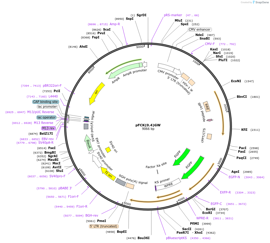 27229-plasmid-map-sequence-id-11342