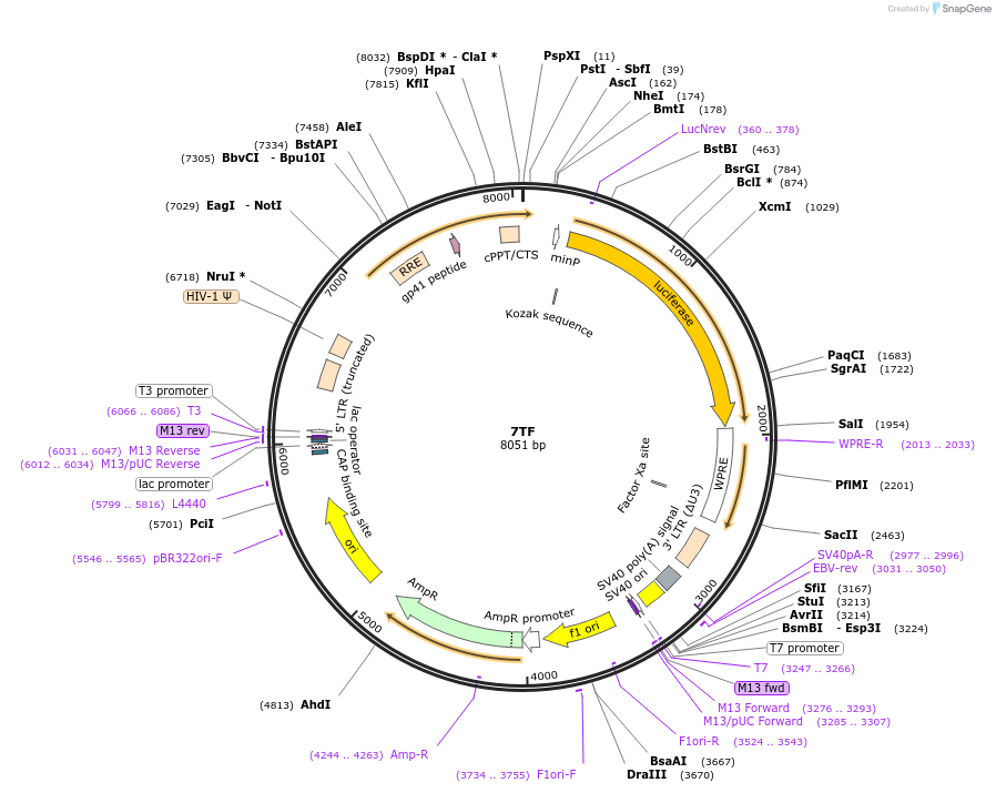 24306-plasmid-map-sequence-id-11355