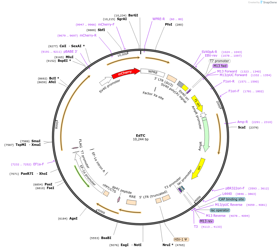 24310-plasmid-map-sequence-id-11359